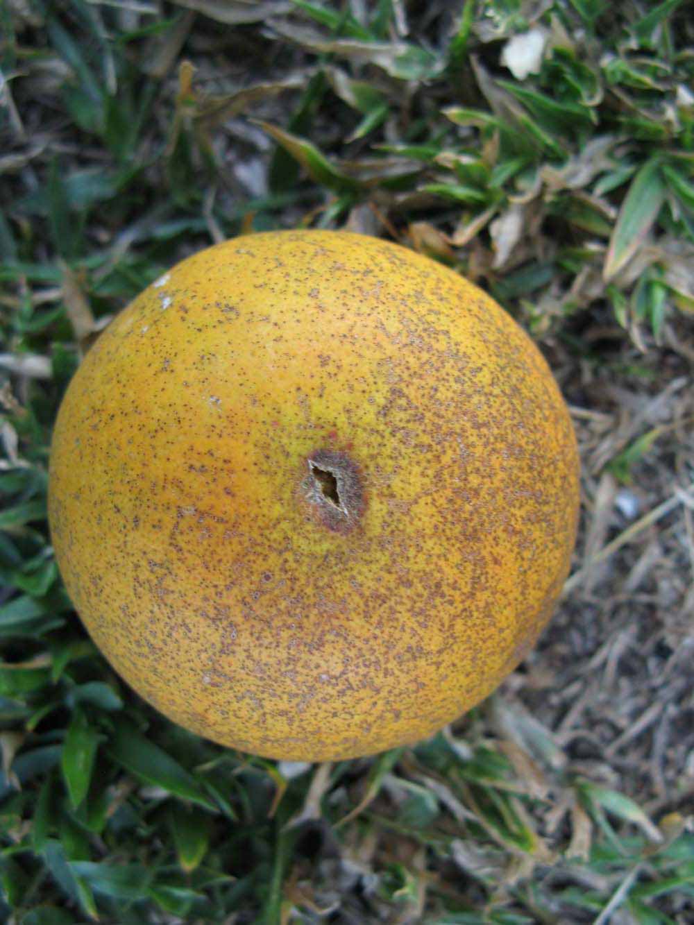              Fruit (Winter Haven, FL)       